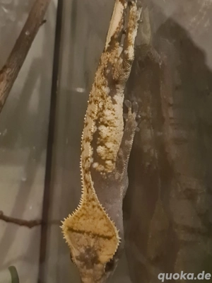 Kronengeckos 0.1 1.0 2.2