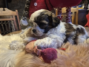 Havaneser - Baby's vom Hunsrück ! Unsere "Weihnachtswichtel" stellen sich vor !