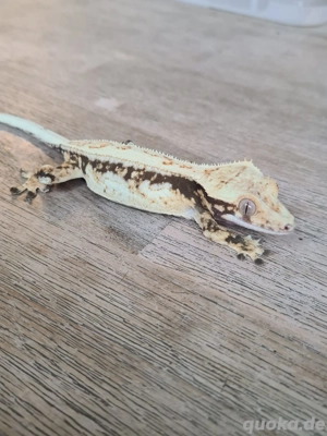 Kronengeckos 0.1 1.0 2.2