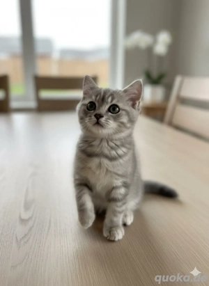  BKH-Kätzchen 4 Stück