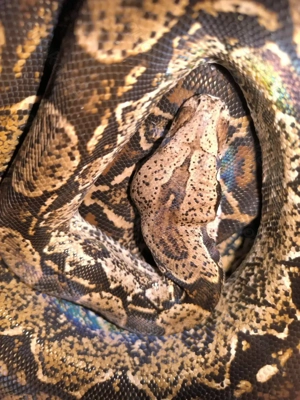 Boa Constrictor Imperator 66%p.h.Sharp Albino 0.1