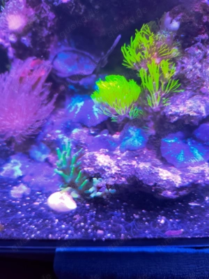 Scheibenanemonen,Minianemonen, Pilzleder, Affenhaar, Korallen