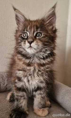 Maine Coon Mädchen 