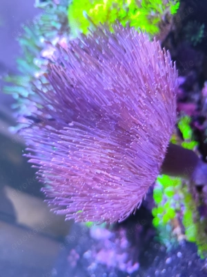 Scheibenanemonen,Minianemonen, Pilzleder, Nemo, Affenhaar