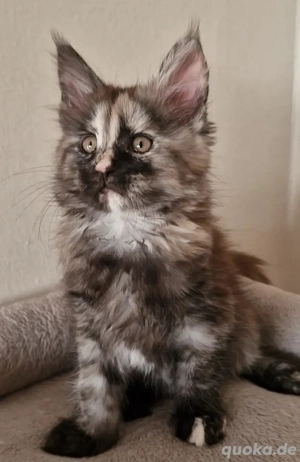Maine Coon Mädchen 