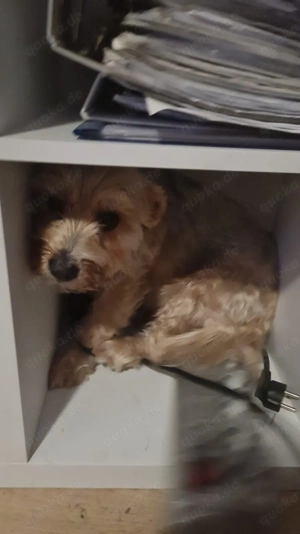 Hund 6 Jahre Yorkshire Mix Rüde 