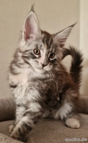 Maine Coon Mädchen 