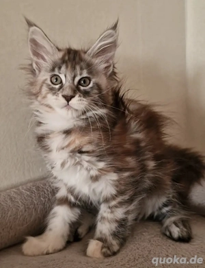 Maine Coon Kitten    