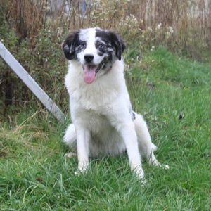 Sidney - junge Dame auf Körbchensuche
