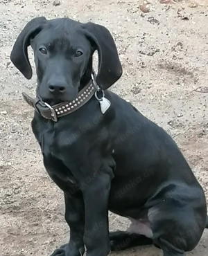 Rhodesian Ridgeback Vizsla Welpen