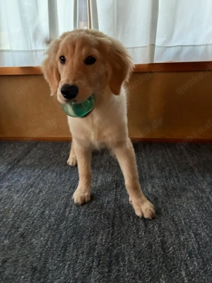 Männlicher Golden Retriever.