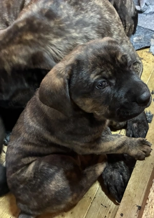 Cane corso Mix Welpen 