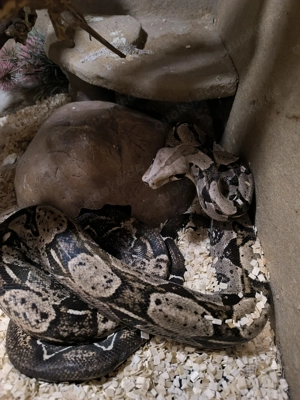 Boa Constrictor Imperator 1.0 66% p.h. Sharp Albino Bild 2