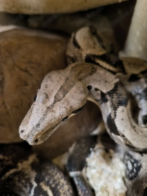 Boa Constrictor Imperator 1.0 66% p.h. Sharp Albino