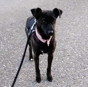 Hedike, sanfte Schönheit, ca. 2 Jahre, ca. 38 cm, ca. 10 kg *Tierschutz* *in 79585 Steinen*