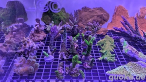 Korallen SPS Acropora Montipora Meerwasser 
