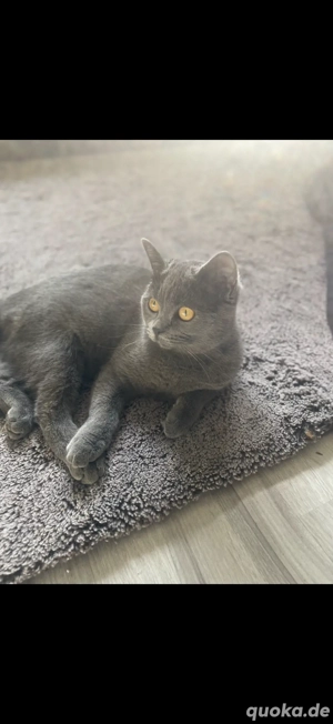 Wunderschöne BKH-Mix Katze Kira sucht ein liebevolles Zuhause