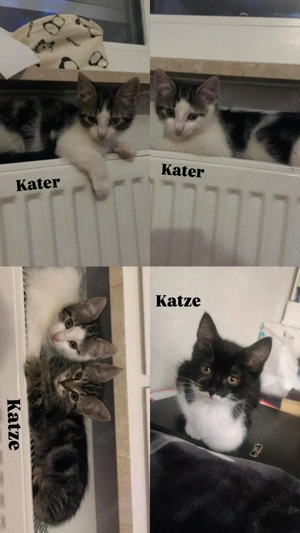 Vier süße Kitten suchen ein liebevolles Zuhause 