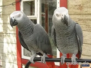 Lernen Sie unseren außergewöhnlichen, 4 Monate alten Graupapagei kennen! WhatsApp:  