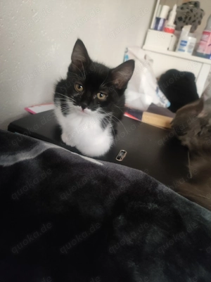 Zwei süße Kitten suchen ein liebevolles Zuhause  Bild 4