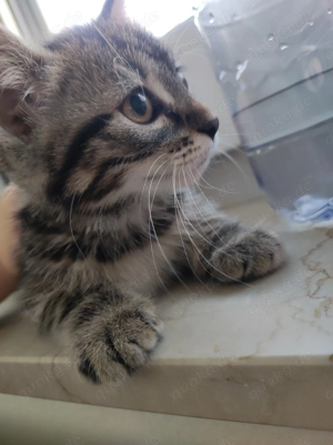 Zwei süße Kitten suchen ein liebevolles Zuhause  Bild 5