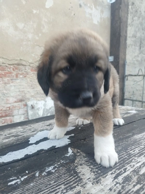 Traum Verparungs Welpen Kaukase Owscharka 80% Alabai 20% + 100% Kangal