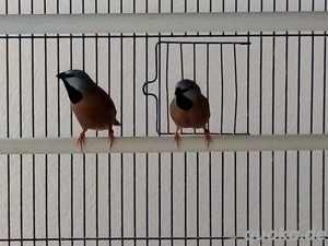 Gürtelgras Amadinen Paar 