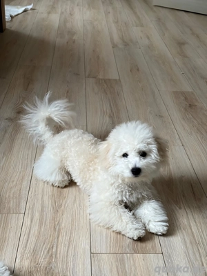 Welpen Bichonfrise noch 1 Rüde