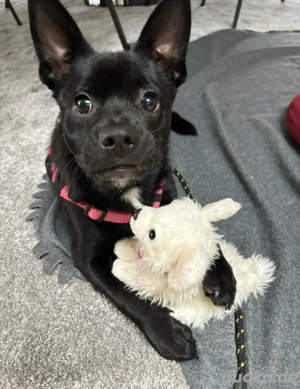 Liebervoller Rüde sucht seine Person Familie 