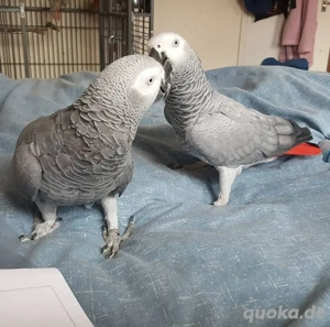 Lernen Sie unseren wundervollen Graupapagei kennen! WhatsApp:  