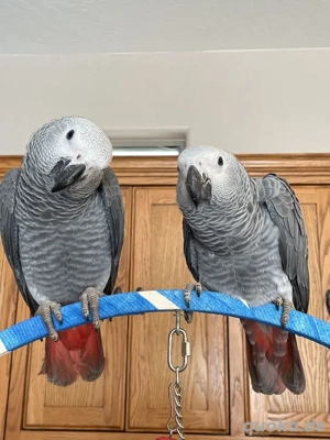 Lernen Sie unseren wunderschönen, 4 Monate alten Graupapagei kennen! WhatsApp:  