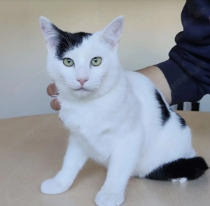 ABELINO- verspielt, neugierig, sozial