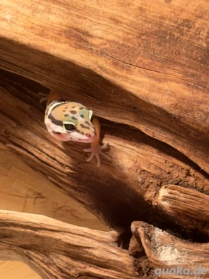 Leopardgecko NZ 