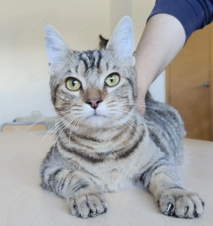 DIVINO- verspielt, anhänglich, verschmust