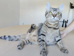 DIVINO- verspielt, anhänglich, verschmust Bild 3