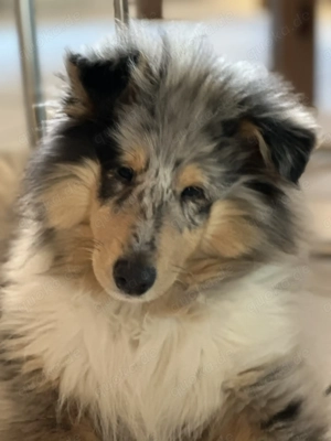 Reinrassiger vier Monate alter Colliewelpe     Ricky  sucht sein Für-immer-Zuhause