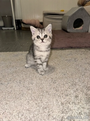 BKH Britisch Kurzhaar Kitten tabby Whiskas 