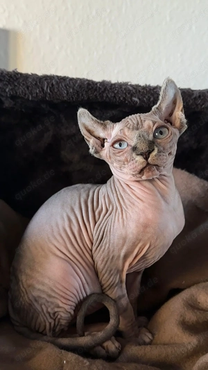 Sphynx Kötzchen 