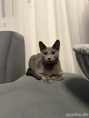 Reinrassiger russisch blau Kater