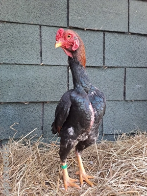 Ko Shamo gold- weizenfarbig 