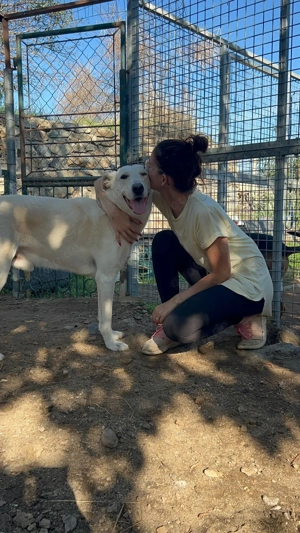 Zuhause oder Pflegestelle gesucht für Nero Bild 3