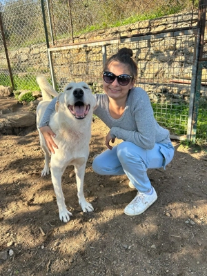 Zuhause oder Pflegestelle gesucht für Nero Bild 5