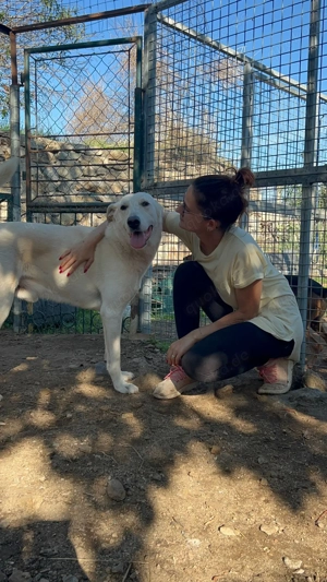 Zuhause oder Pflegestelle gesucht für Nero Bild 2