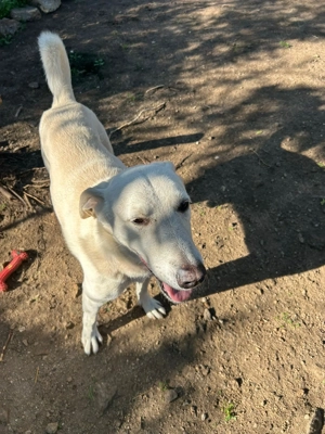 Zuhause oder Pflegestelle gesucht für Nero Bild 6