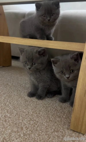    Zauberhafte Babykatzen suchen ihr Für-Immer-Zuhause  