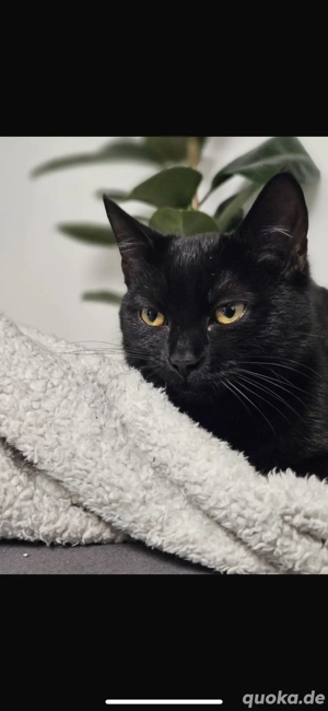 Süße schwarze Katze   gesund, geimpft & entwurmt abzugeben