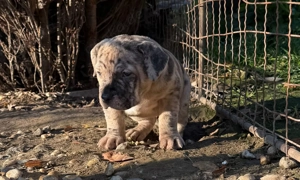 American Bully XL Welpen
