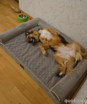 Sanfte Lassie  Bild 2