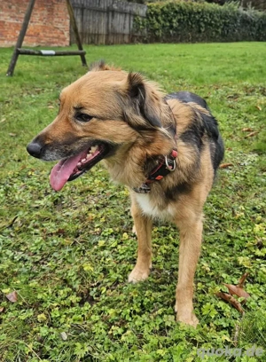 Sanfte Lassie  Bild 5