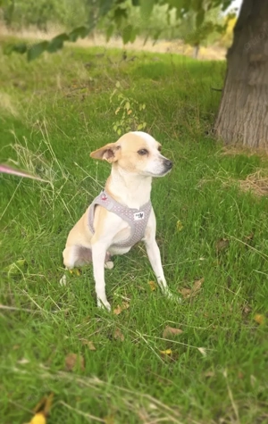 Roschka ein zauberhaftes Mädchen 